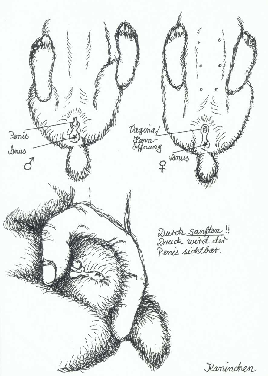 Zwergwidder Kaninchen Nhd 18 Das Geschlecht Von Kaninchen